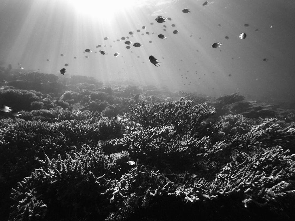 Monochrome underwater scene with corals and fish in the ocean, sunbeams illuminating.