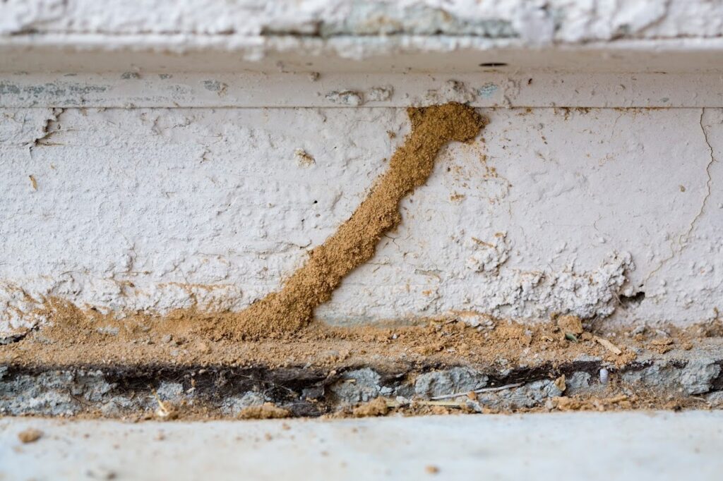 Cordonnet réalisé par des termites et indice de présence d'infestation de termites pendant un diagnostic termites